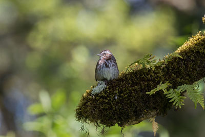 Close-up of bird perching on tree