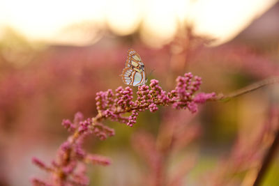 Close-up of butterfly pollinating on pink flower