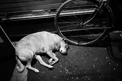 High angle view of a dog