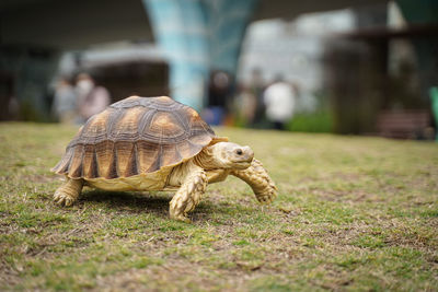 Close-up of turtle on field