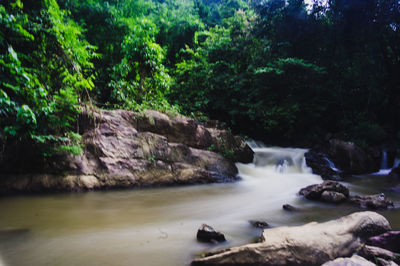 Scenic view of waterfall in forest