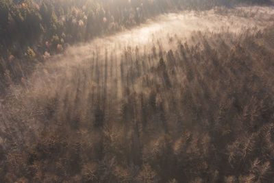 Trees in forest