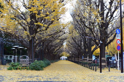 Empty road amidst flowering trees during autumn