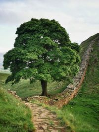 Footpath amidst trees on field against sky