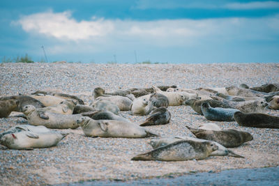 Flock of sheep on beach