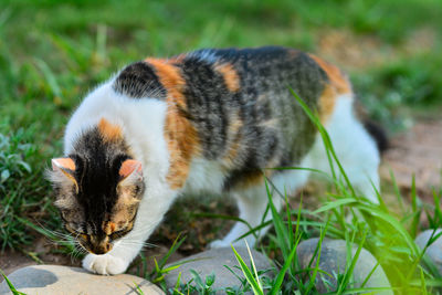 Close-up of a cat on field