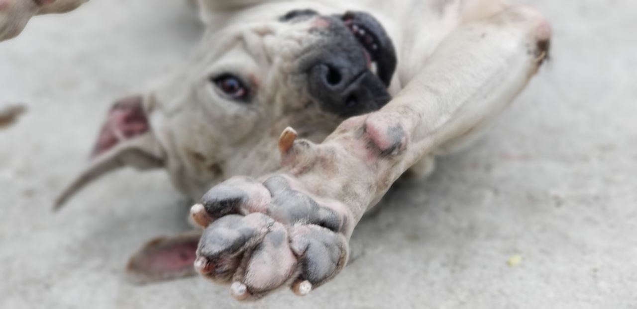 HIGH ANGLE VIEW OF DOGS SLEEPING