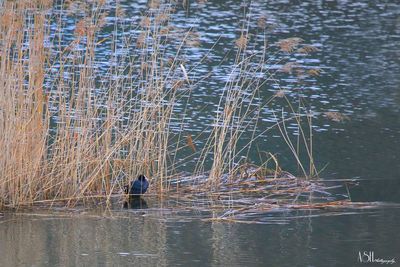 Birds swimming in lake