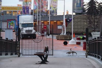 Urban geese, birds in city