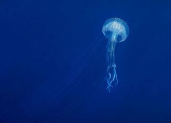 A mauve stinger jellyfish - pelagia noctiluca - in the mediterranean sea