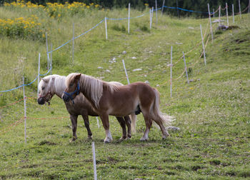 Horse standing in a field