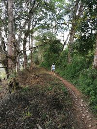 Rear view of man walking in forest