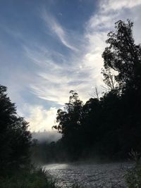 Silhouette trees by plants against sky