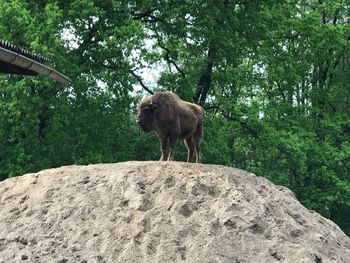 Horse standing against trees