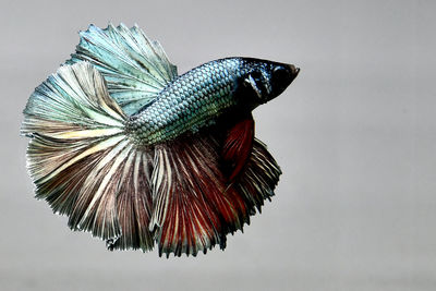 Red green copper over halfmoon betta fish, siamese fighting fish in isolated grey background