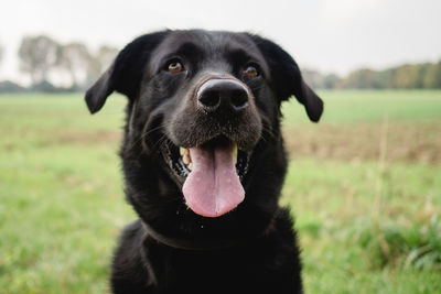 Portrait of black dog on field