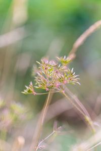 Close-up of flowering plant on field