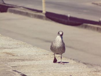 Close-up of seagull on retaining wall