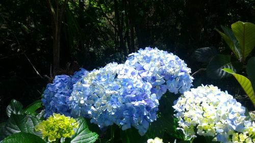 Close-up of purple flowers on tree