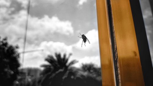 Close-up of insect flying against sky