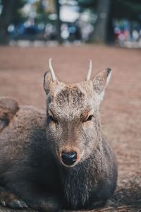 Portrait of deer