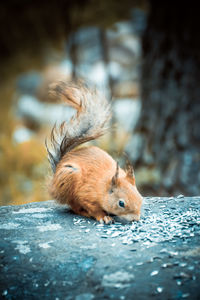 Close-up of squirrel