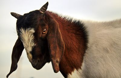 Close-up portrait of goat against white background