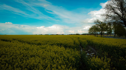 Scenic view of agricultural field against sky