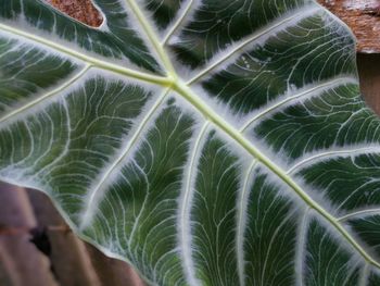 Close-up of fresh green leaf