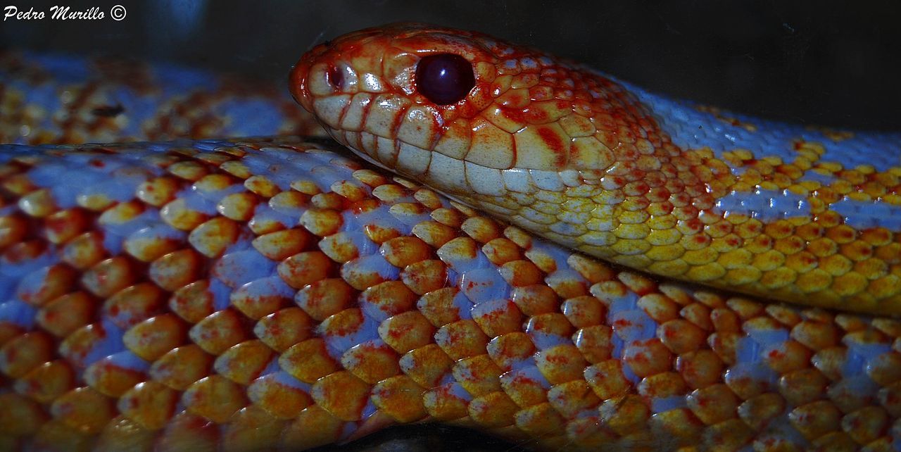 close-up, no people, animal themes, animals in the wild, nature, reptile, indoors, day