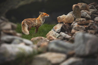 Wild red fox from retezat mountains, romania.