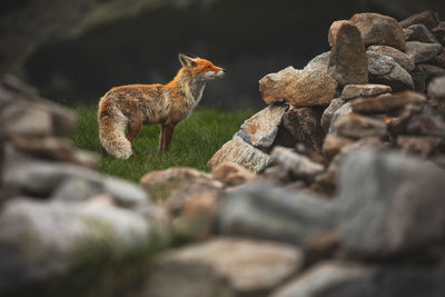 Wild red fox from retezat mountains, romania.