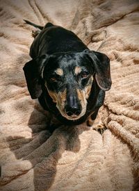 High angle view of dog resting on bed