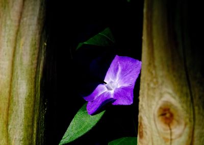 Close-up of flower blooming outdoors