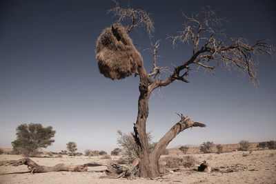 Bare tree on desert against sky