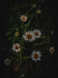 Close-up of white flowering plants on field