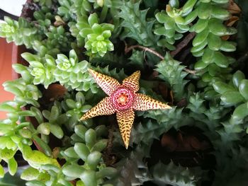 High angle view of butterfly on plant