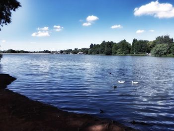 Swans swimming in lake against sky