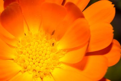 Close-up of honey bee on flower