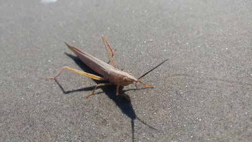 Close-up of insect on road