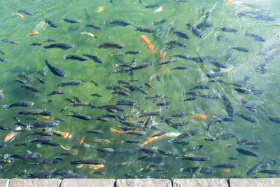 High angle view of fish swimming in sea