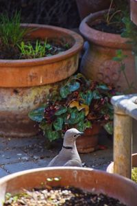Close-up of bird perching on potted plant in yard