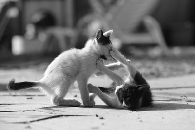 Cats fighting on road