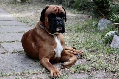 Portrait of dog sitting on field