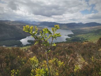 Scenic view of flowering plants on land against sky