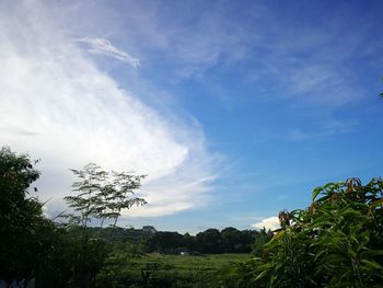 Low angle view of trees against blue sky