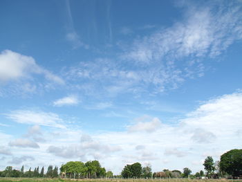 Low angle view of trees against sky