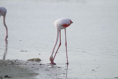 flamingo