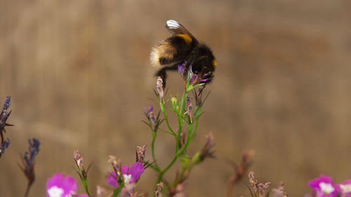 Close-up of bee on purple flower