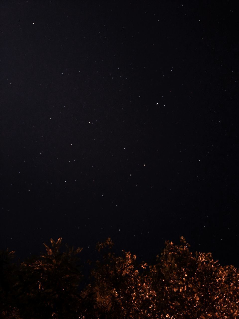 LOW ANGLE VIEW OF TREE AGAINST STAR FIELD AT NIGHT